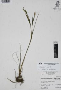 Sisyrinchium tolucense image